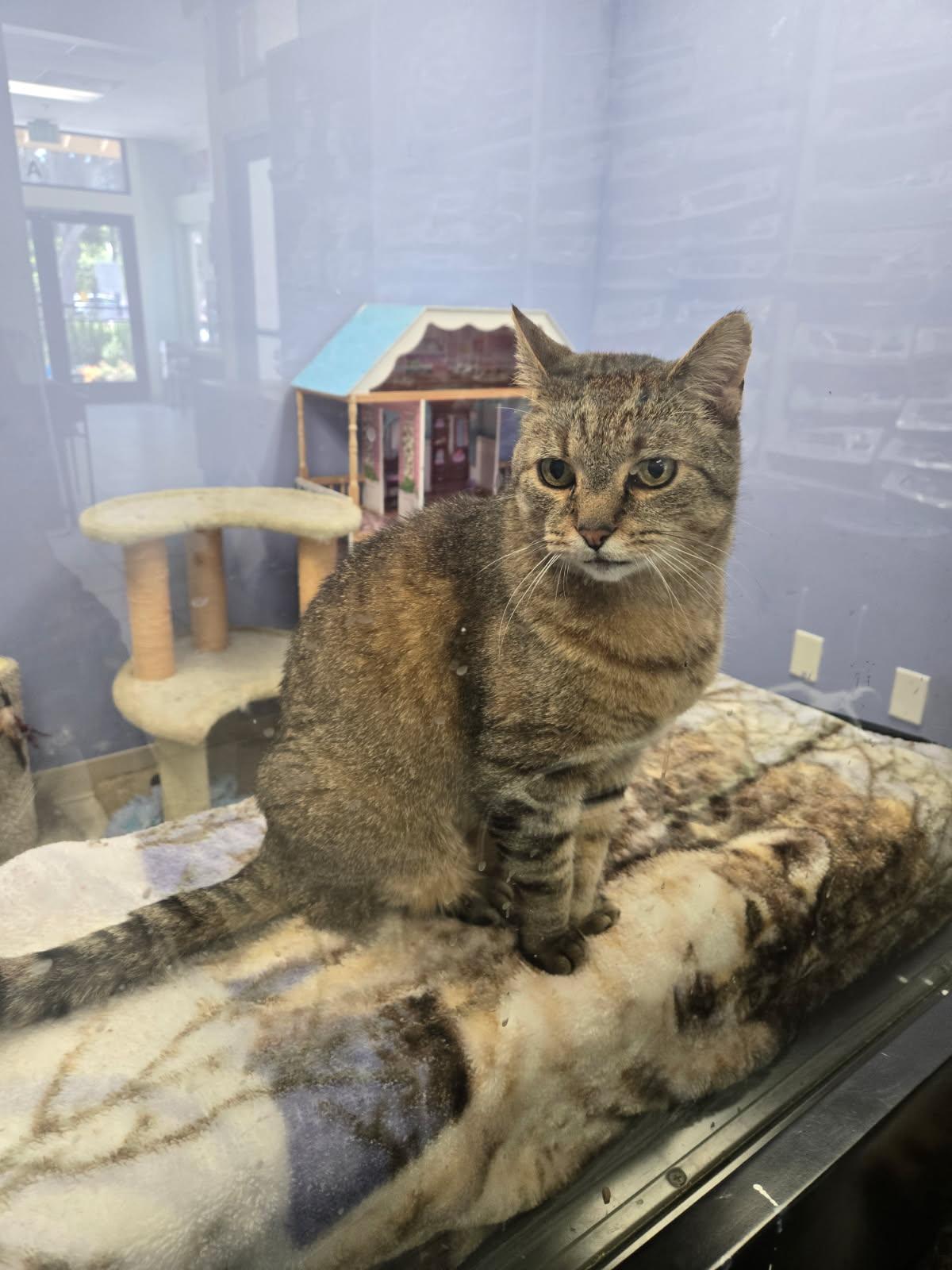 Jake, Adoptable, Senior Male Domestic Short Hair.