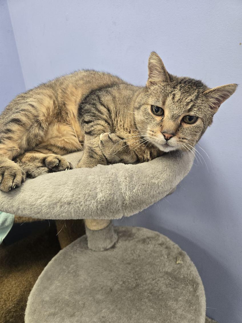 Jake, a Adoptable Domestic Short Hair in Huntington Beach, CA image 6/6