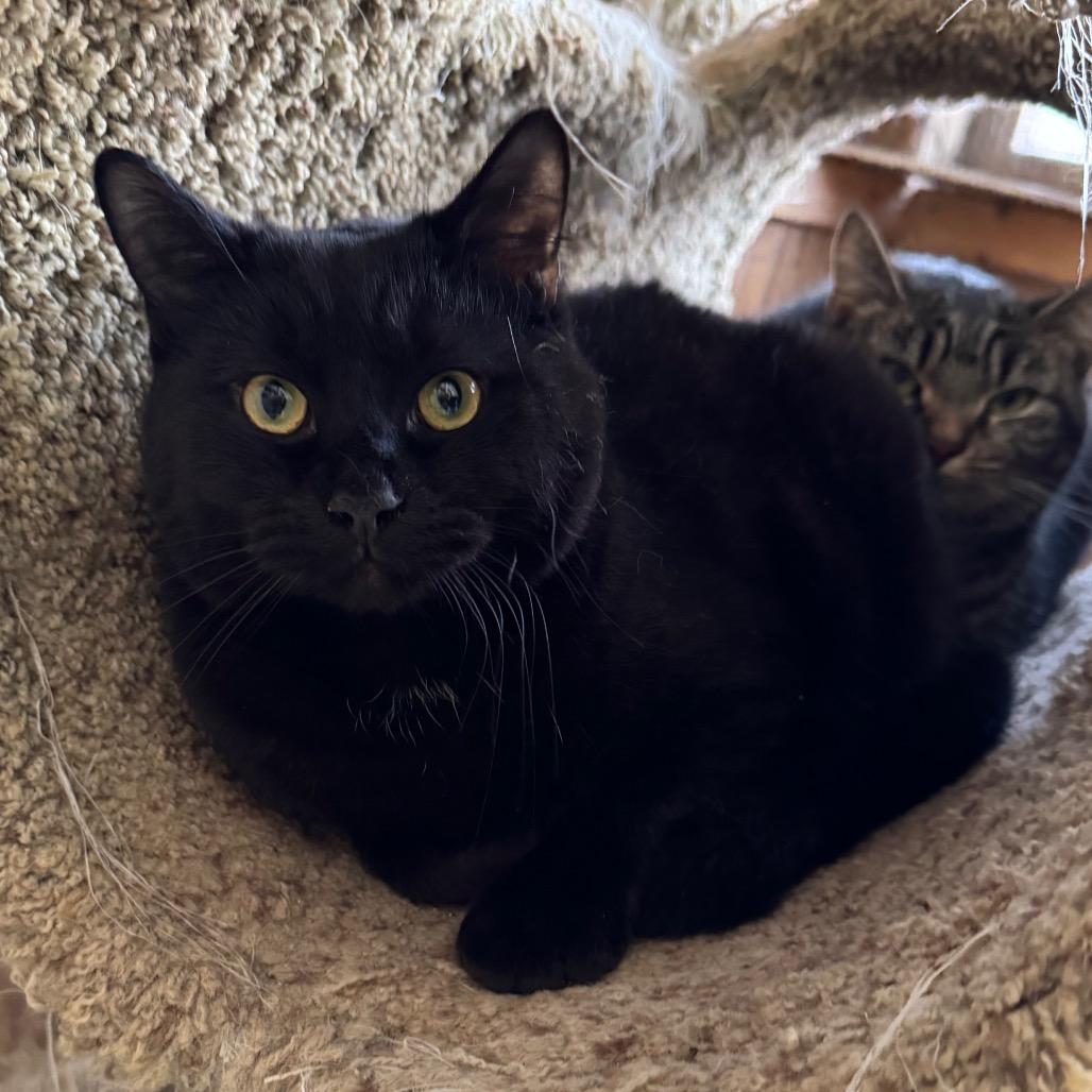 Pepper Manor, Adoptable, Young Male Domestic Short Hair.