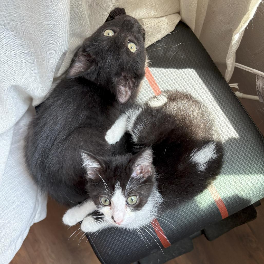 Pepper Manor, Adoptable, Young Male Domestic Short Hair.