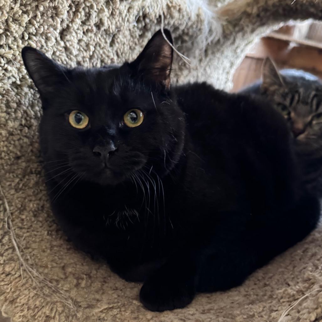 Enlarge Pepper Manor, a Adoptable Domestic Short Hair in Kittanning, PA image 2/4