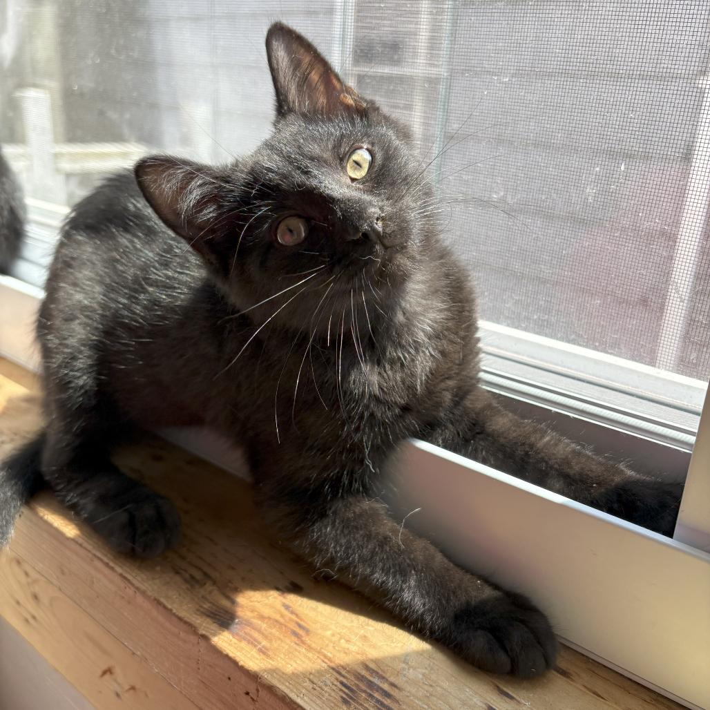 Pepper Manor, a Adoptable Domestic Short Hair in Kittanning, PA image 2/3