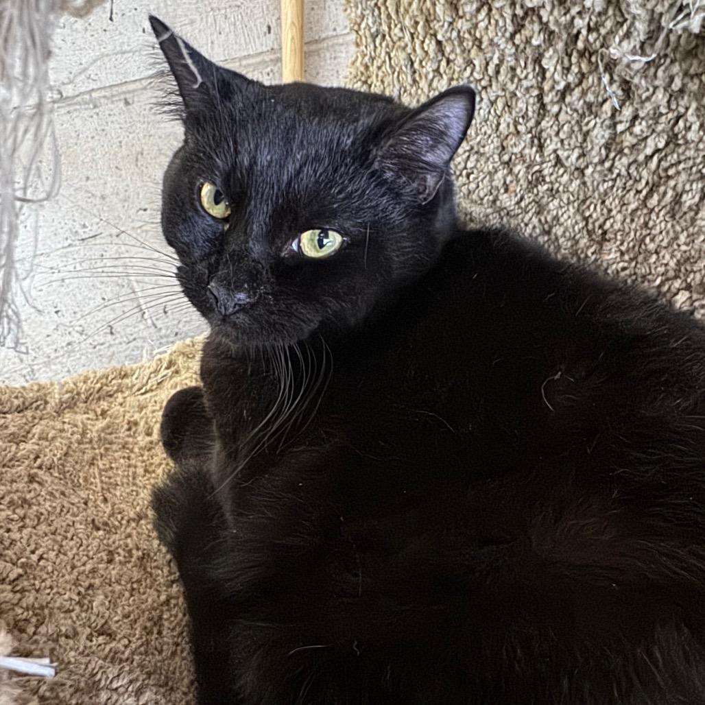 Enlarge Pepper Manor, a Adoptable Domestic Short Hair in Kittanning, PA image 4/4