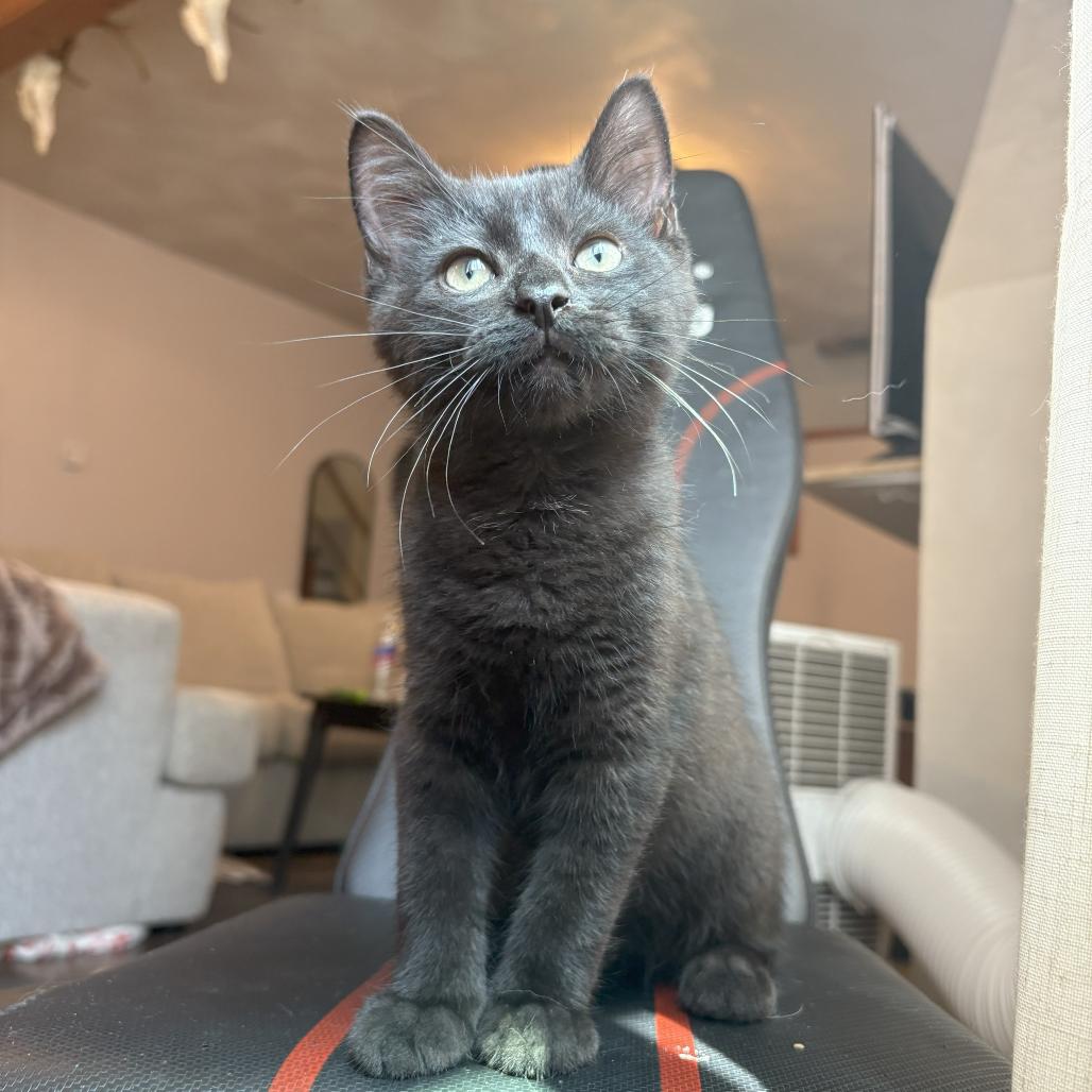 Pepper Manor, a Adoptable Domestic Short Hair in Kittanning, PA image 3/3