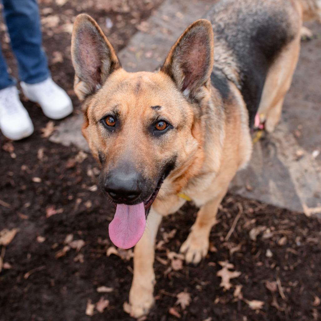 Enlarge Zore, an adoptable German Shepherd Dog in Chester Springs, PA image 1/6