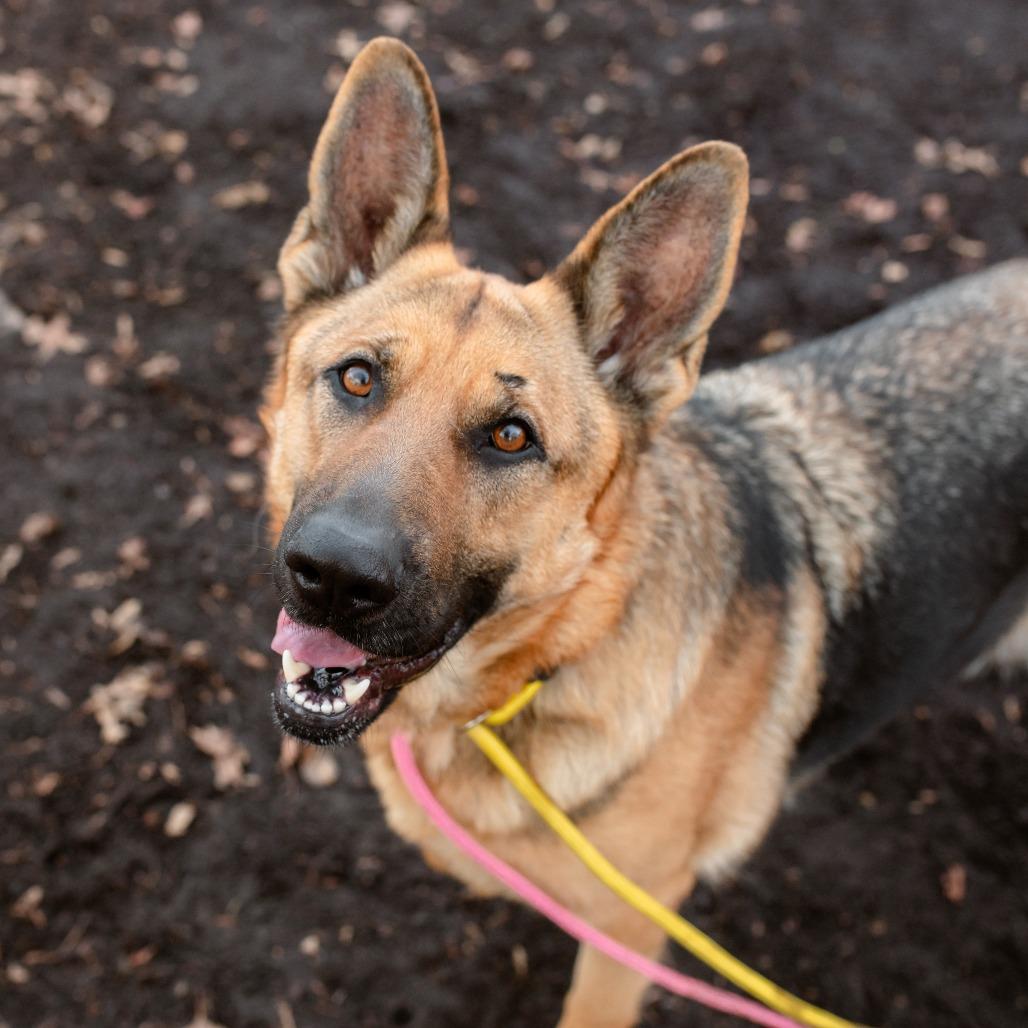 Enlarge Zore, an adoptable German Shepherd Dog in Chester Springs, PA image 3/6