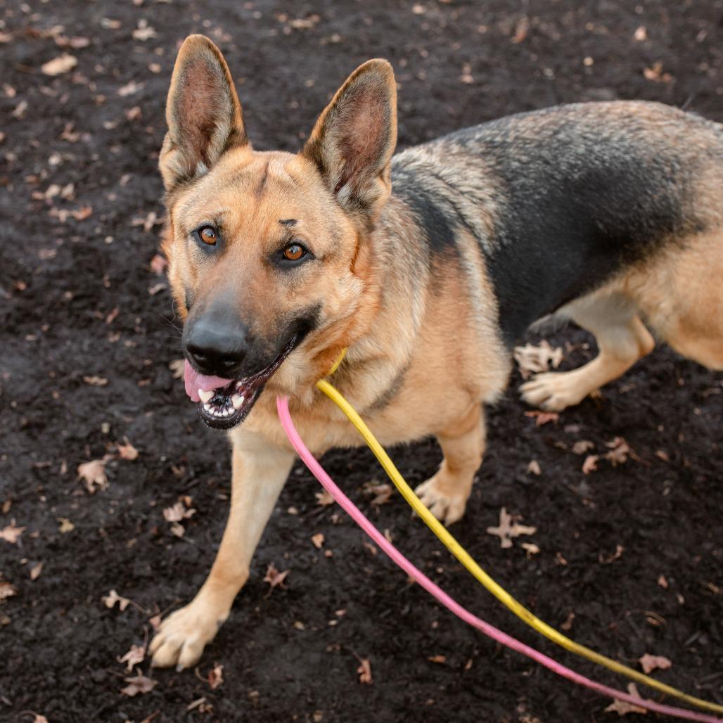 Enlarge Zore, an adoptable German Shepherd Dog in Chester Springs, PA image 4/6