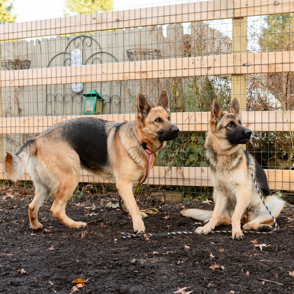Enlarge Zore, an adoptable German Shepherd Dog in Chester Springs, PA image 5/6