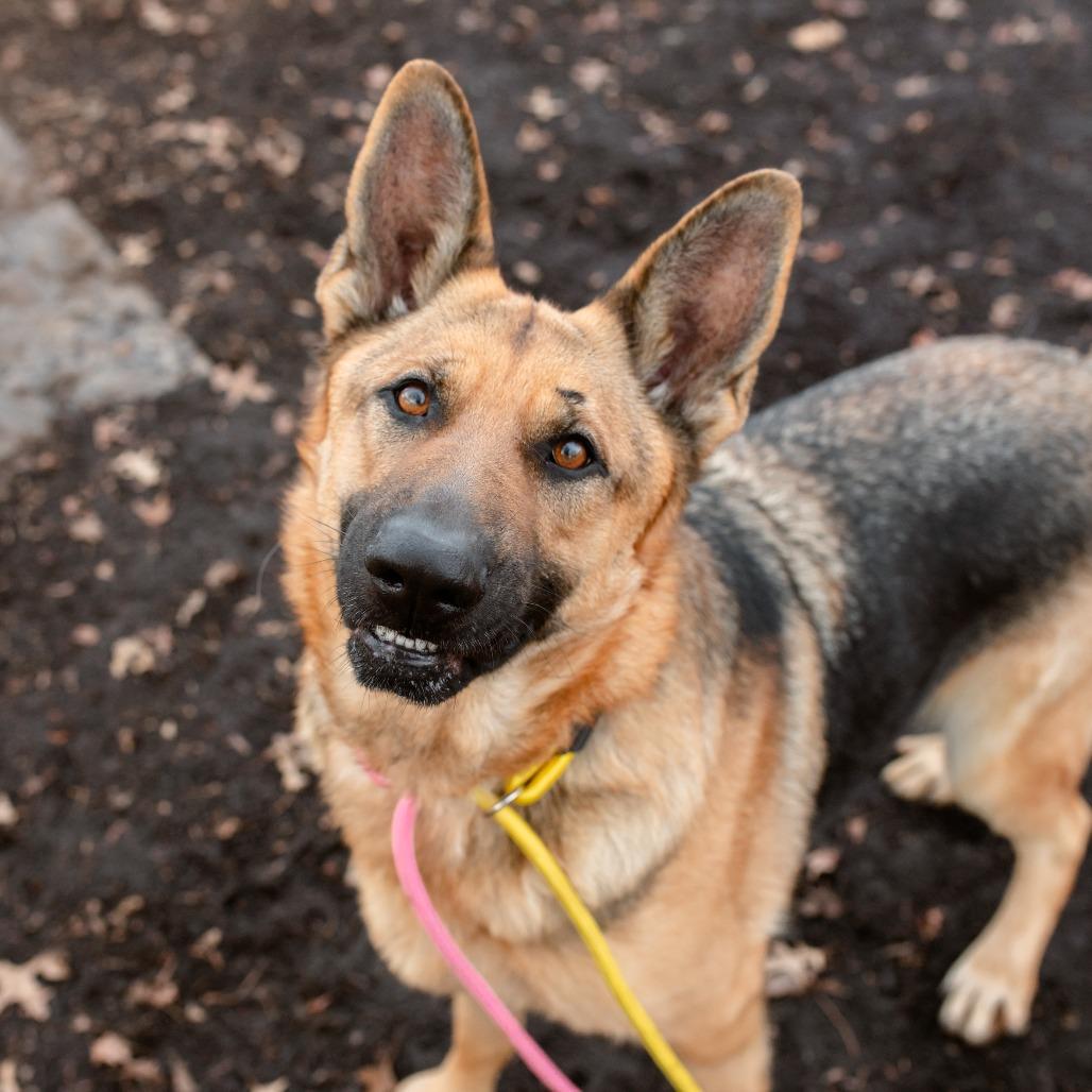 Enlarge Zore, an adoptable German Shepherd Dog in Chester Springs, PA image 6/6