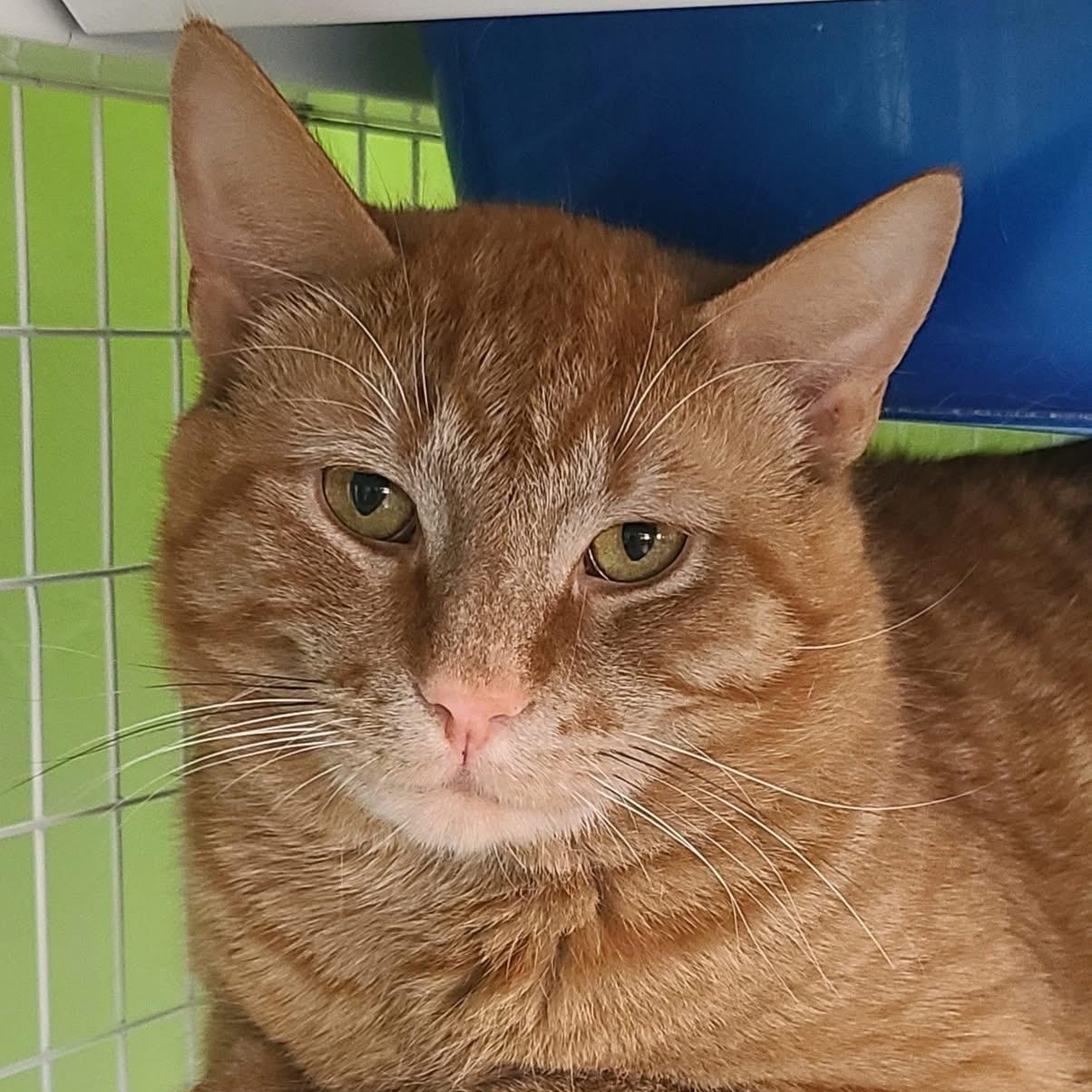 Enlarge Max, a Adoptable Tabby in Albany, NY image 3/4
