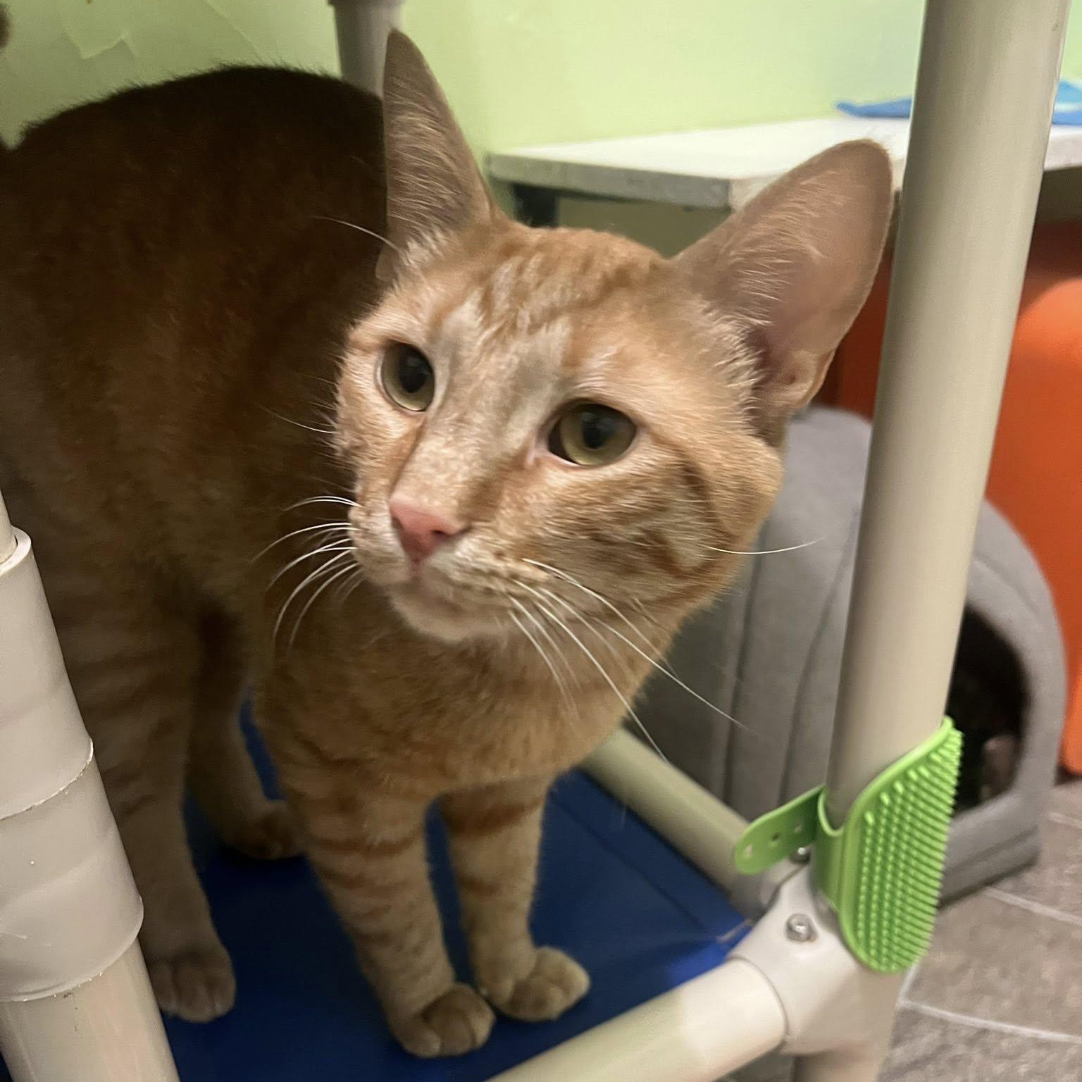 Enlarge Max, a Adoptable Tabby in Albany, NY image 2/4