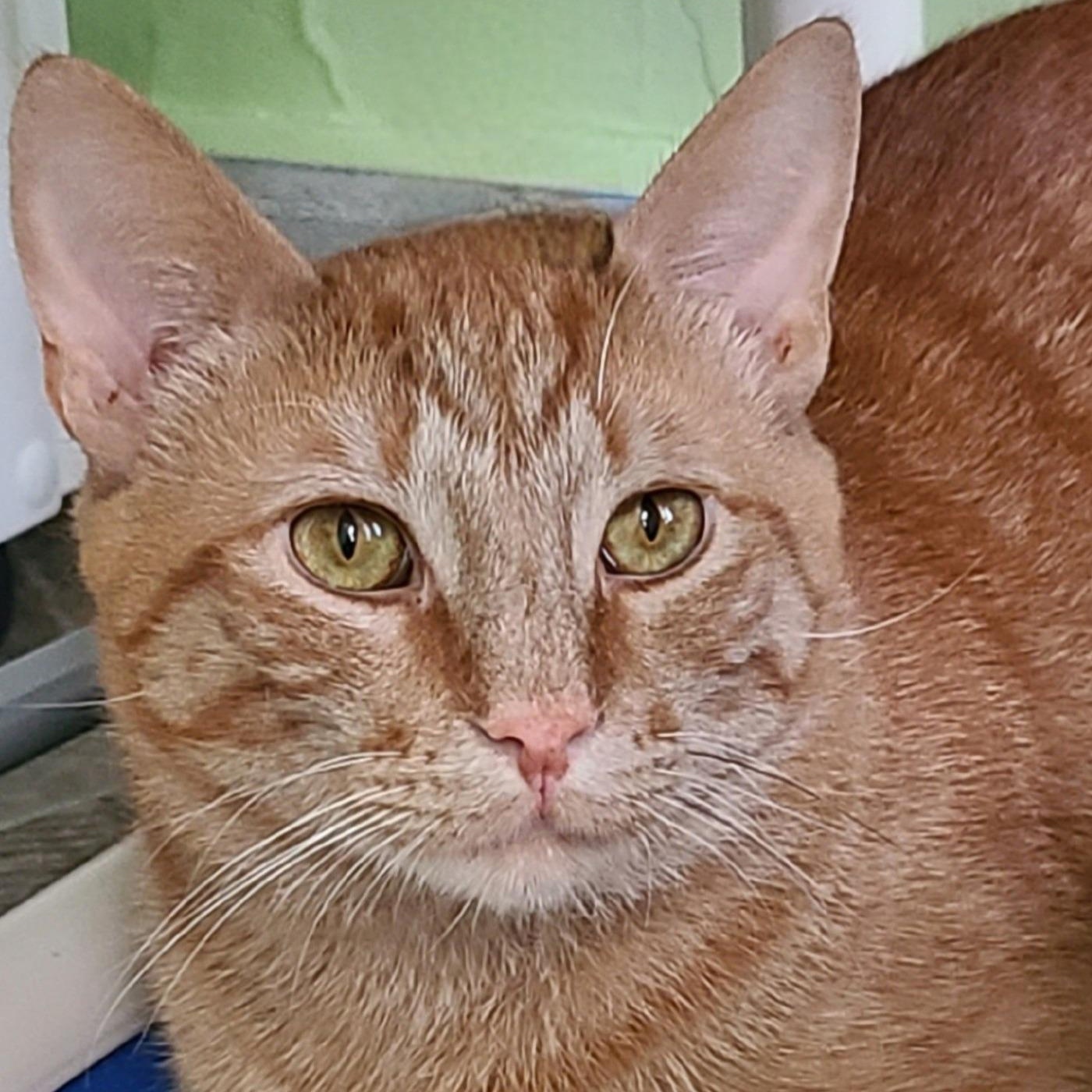 Enlarge Max, a Adoptable Tabby in Albany, NY image 1/4
