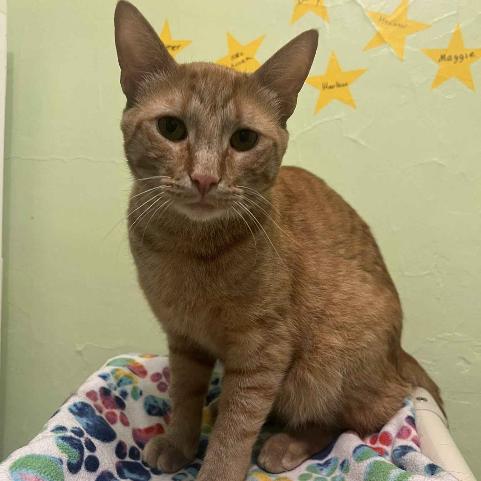 Enlarge Max, a Adoptable Tabby in Albany, NY image 4/4