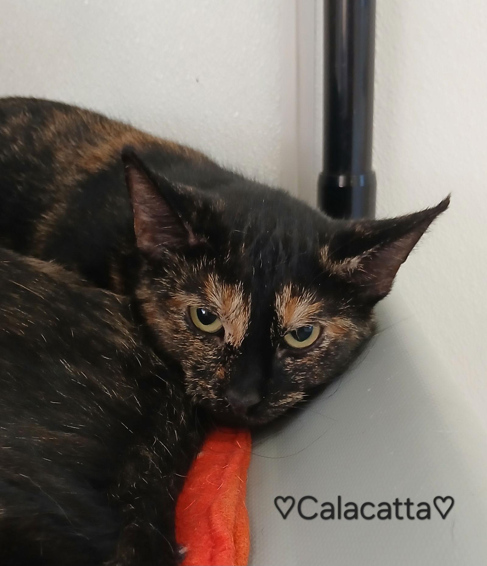 Enlarge Calacatta, a Adoptable mixed breed in Bay City, MI image 1/2