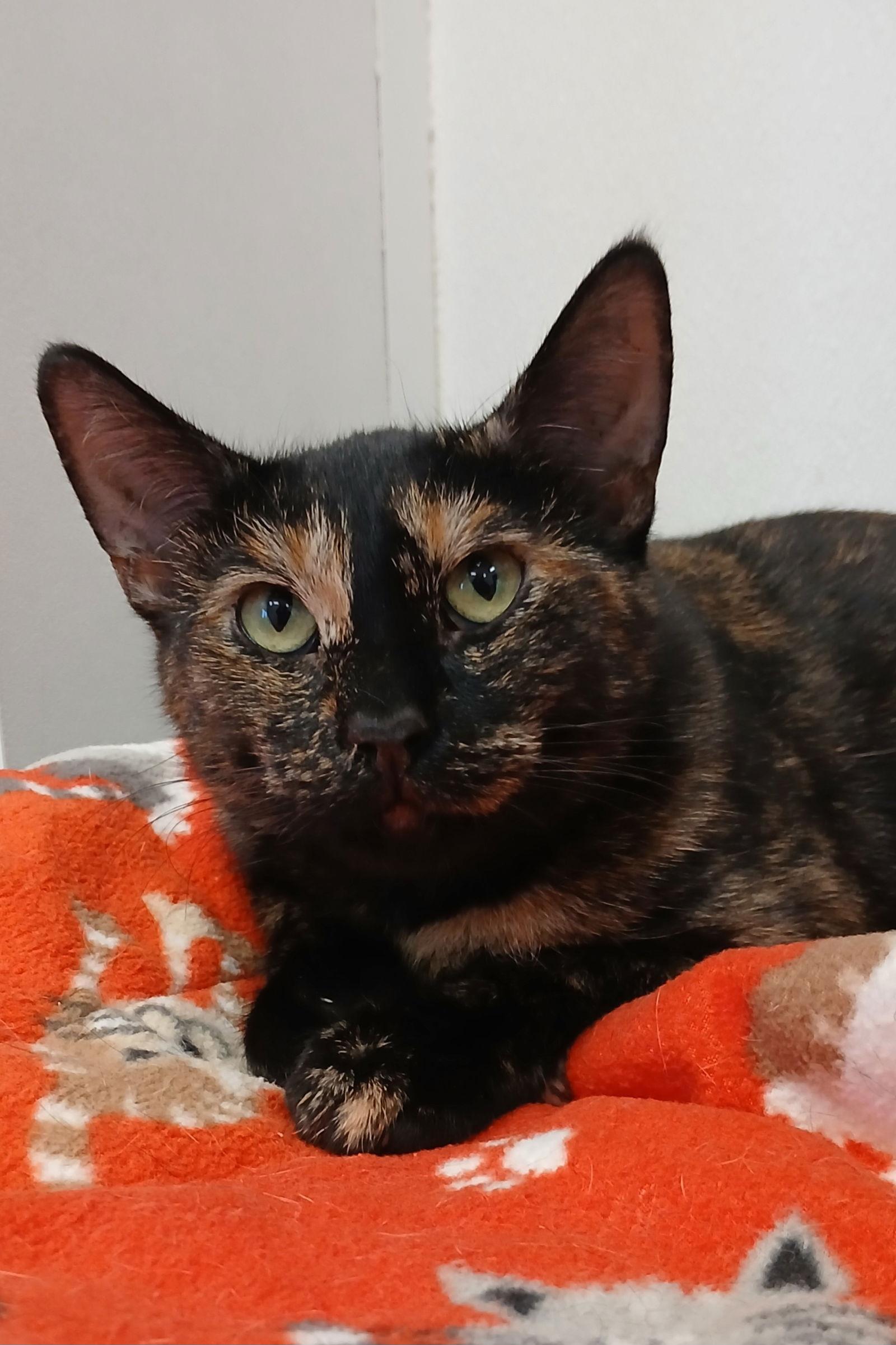 Enlarge Calacatta, a Adoptable mixed breed in Bay City, MI image 2/2