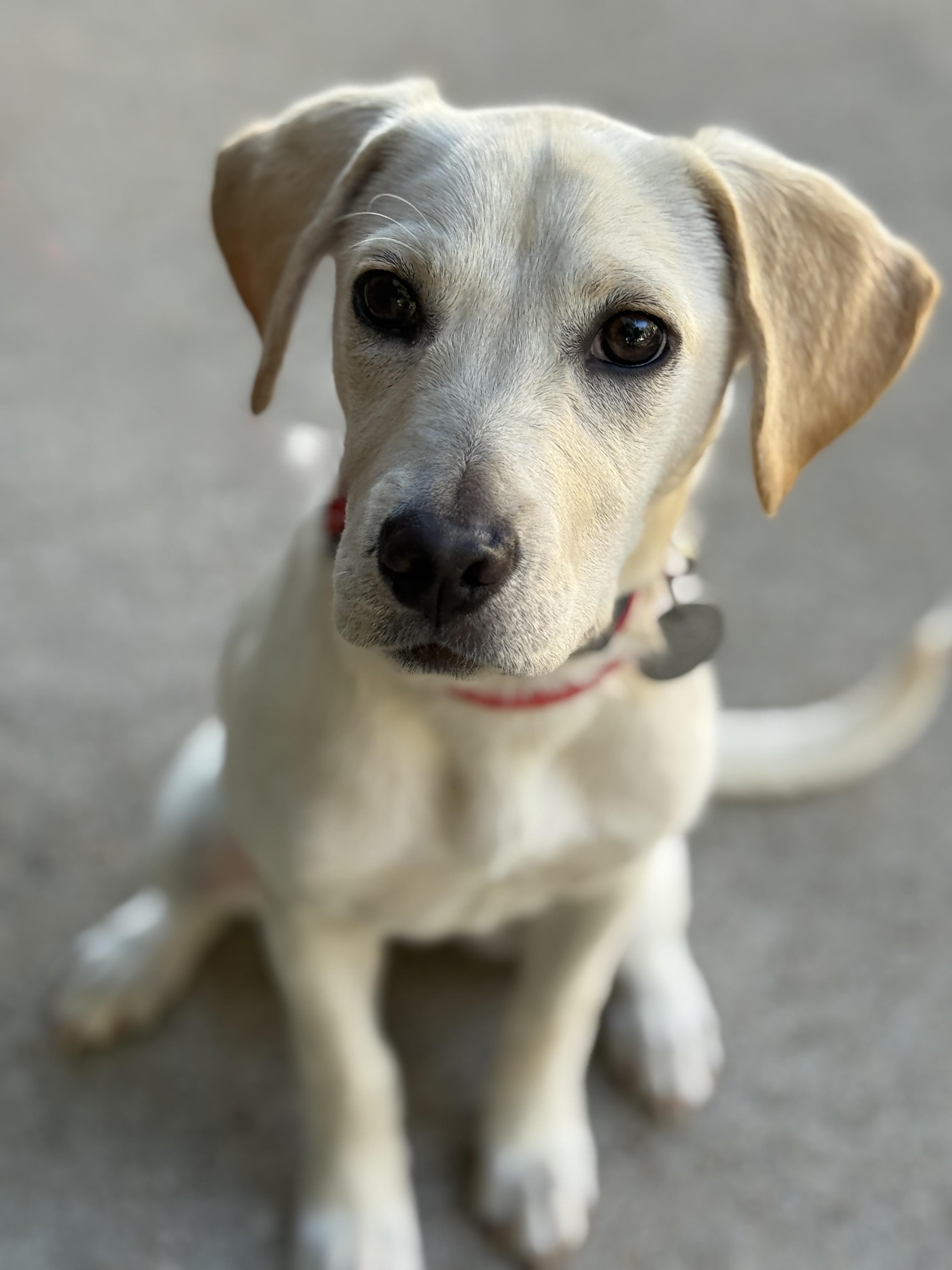 Babs, Adoptable, Puppy Female Yellow Labrador Retriever & Beagle.
