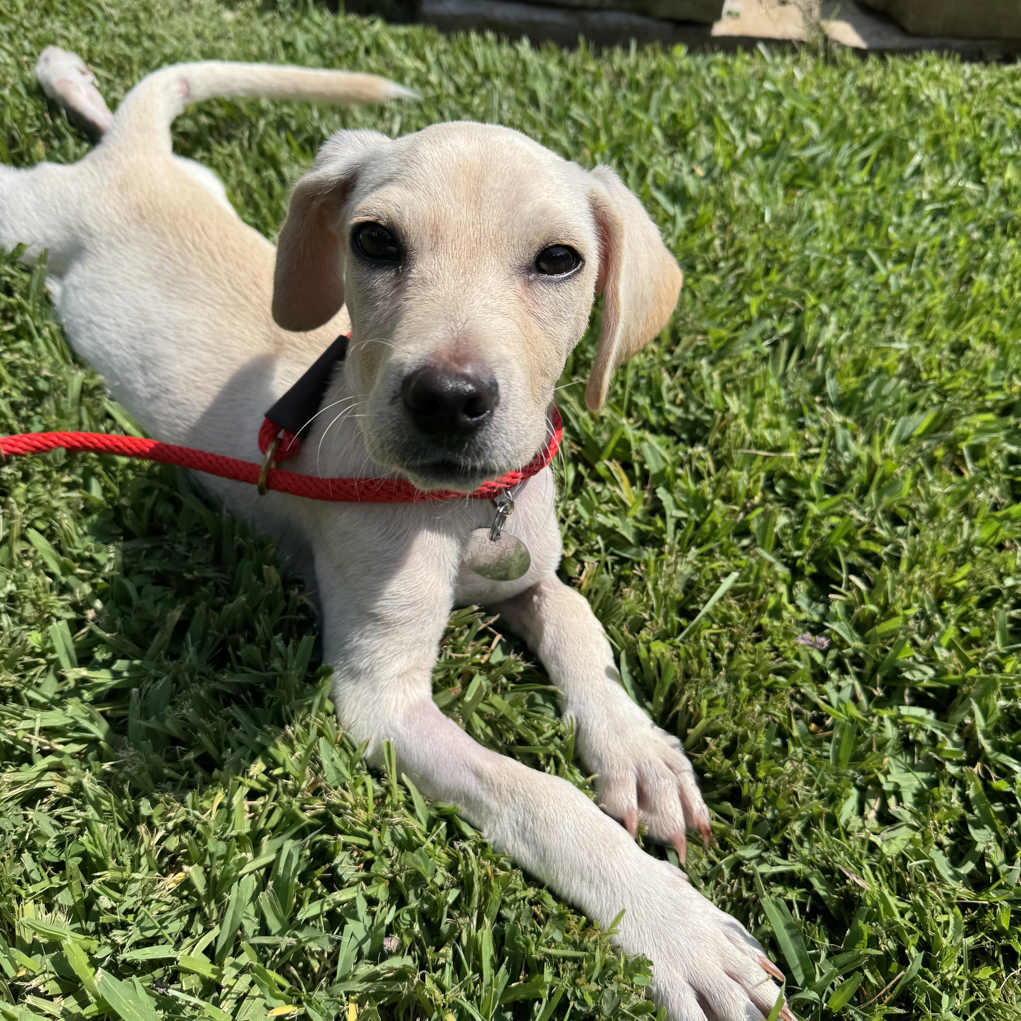 Babs, a Adoptable mixed breed in Houston, TX image 2/6