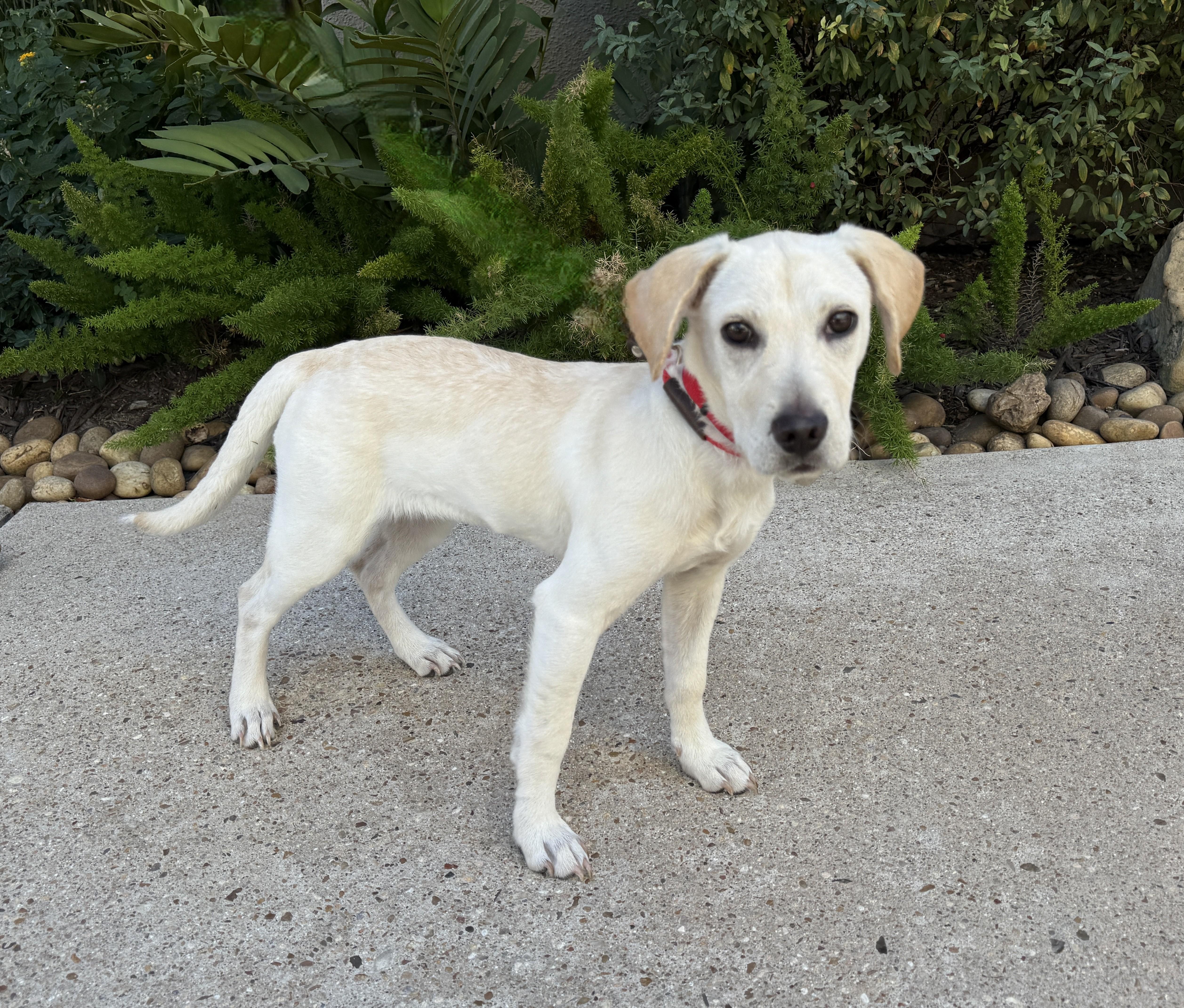 Babs, a Adoptable mixed breed in Houston, TX image 4/6