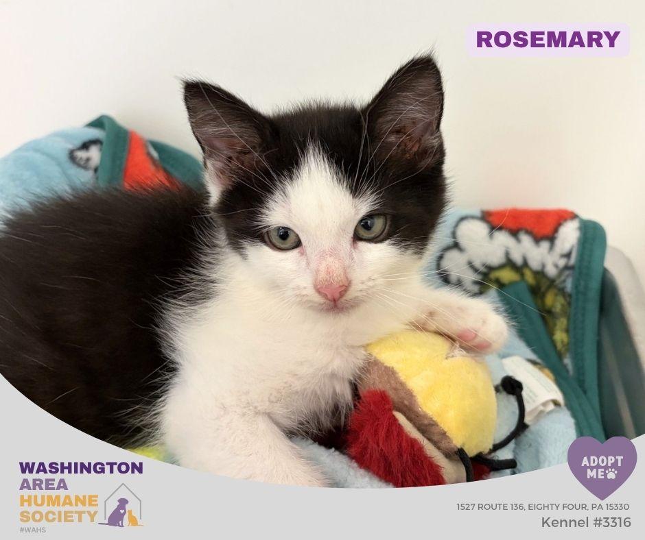 Enlarge Rosemary, an adopted mixed breed in Eighty Four, PA image 1/1