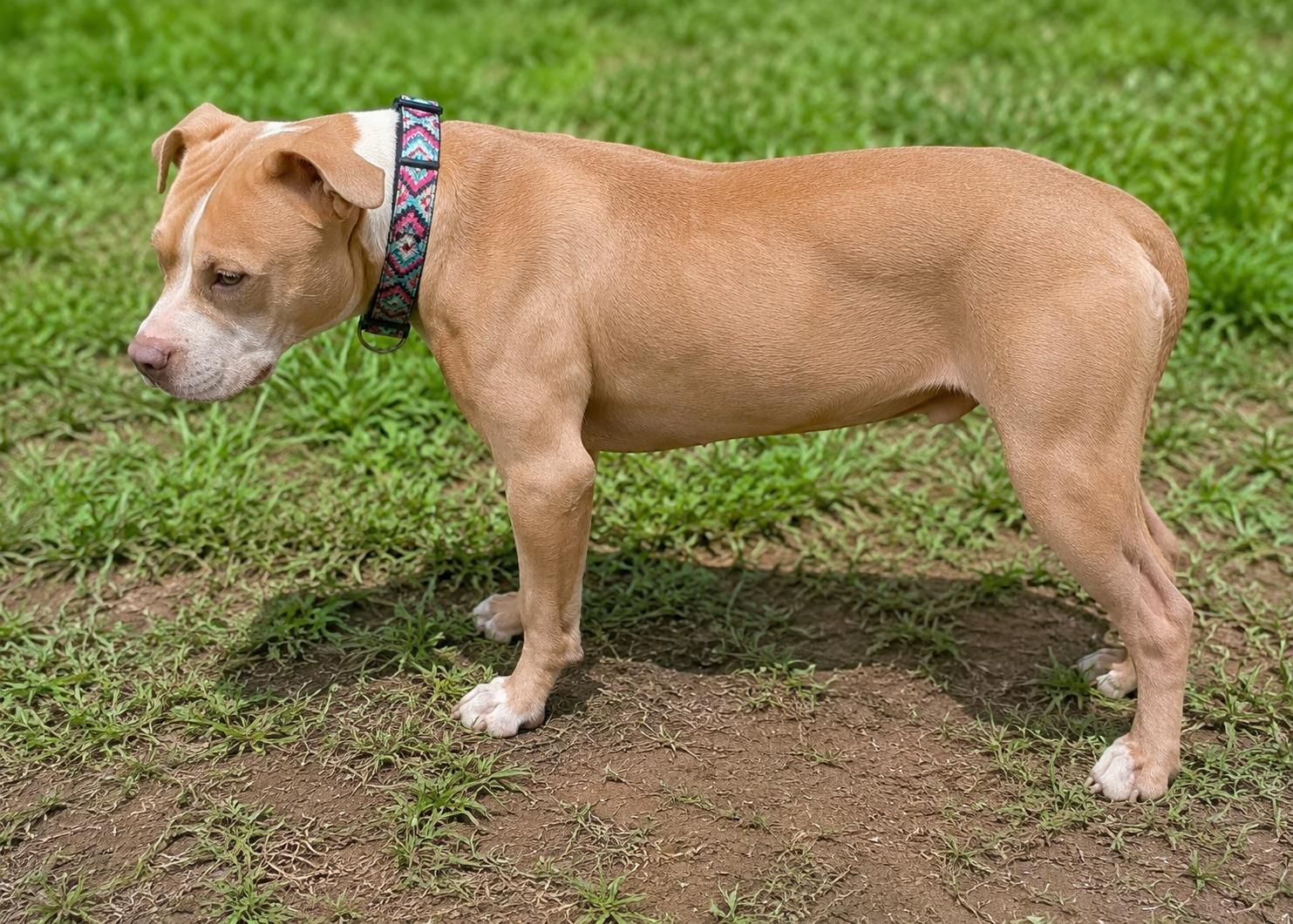 Enlarge Oakland, an adopted mixed breed in Medfield, MA image 2/6