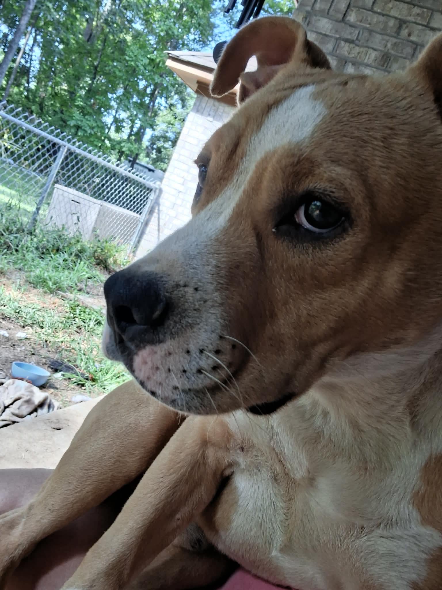 Enlarge Oakland, an adopted mixed breed in Medfield, MA image 5/6