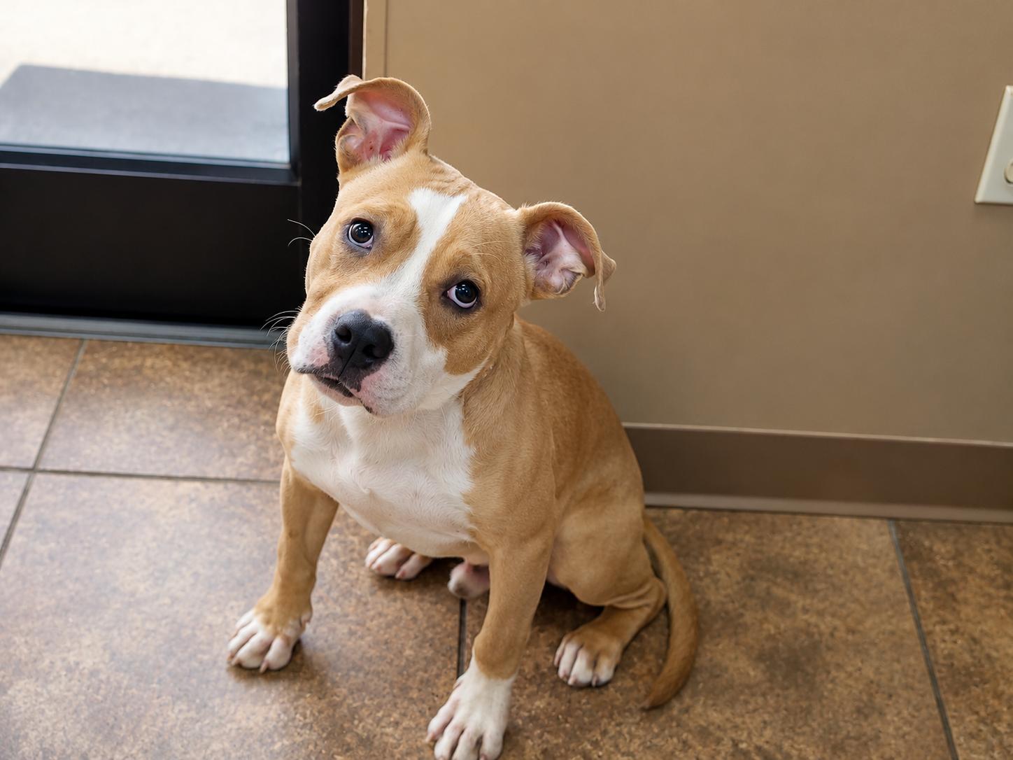 Oakland, adopted, Young Male American Bulldog & Terrier.