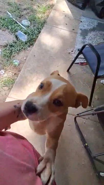 Enlarge Oakland, an adopted mixed breed in Medfield, MA video 3/6