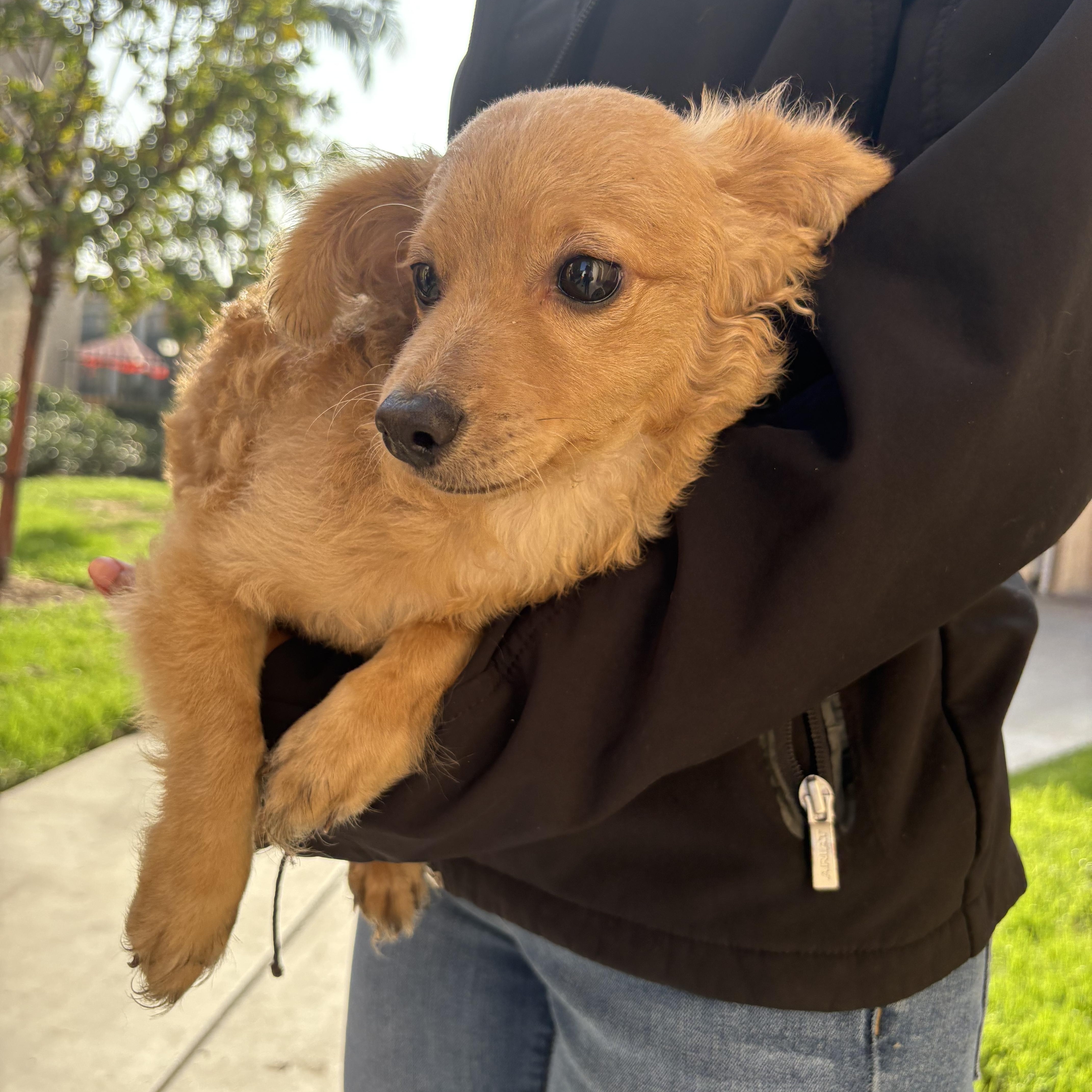 foster needed immediately