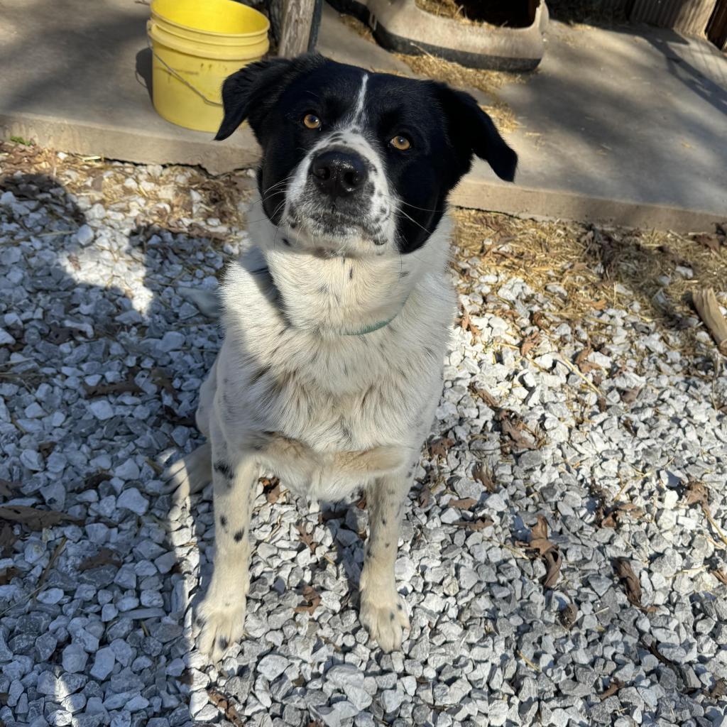 Max (aka Tommy), a Adoptable mixed breed in Pineville, MO image 1/2
