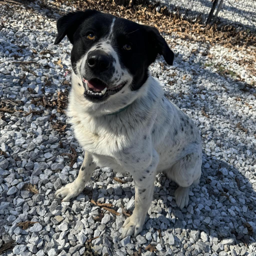 Max (aka Tommy), a Adoptable mixed breed in Pineville, MO image 2/2