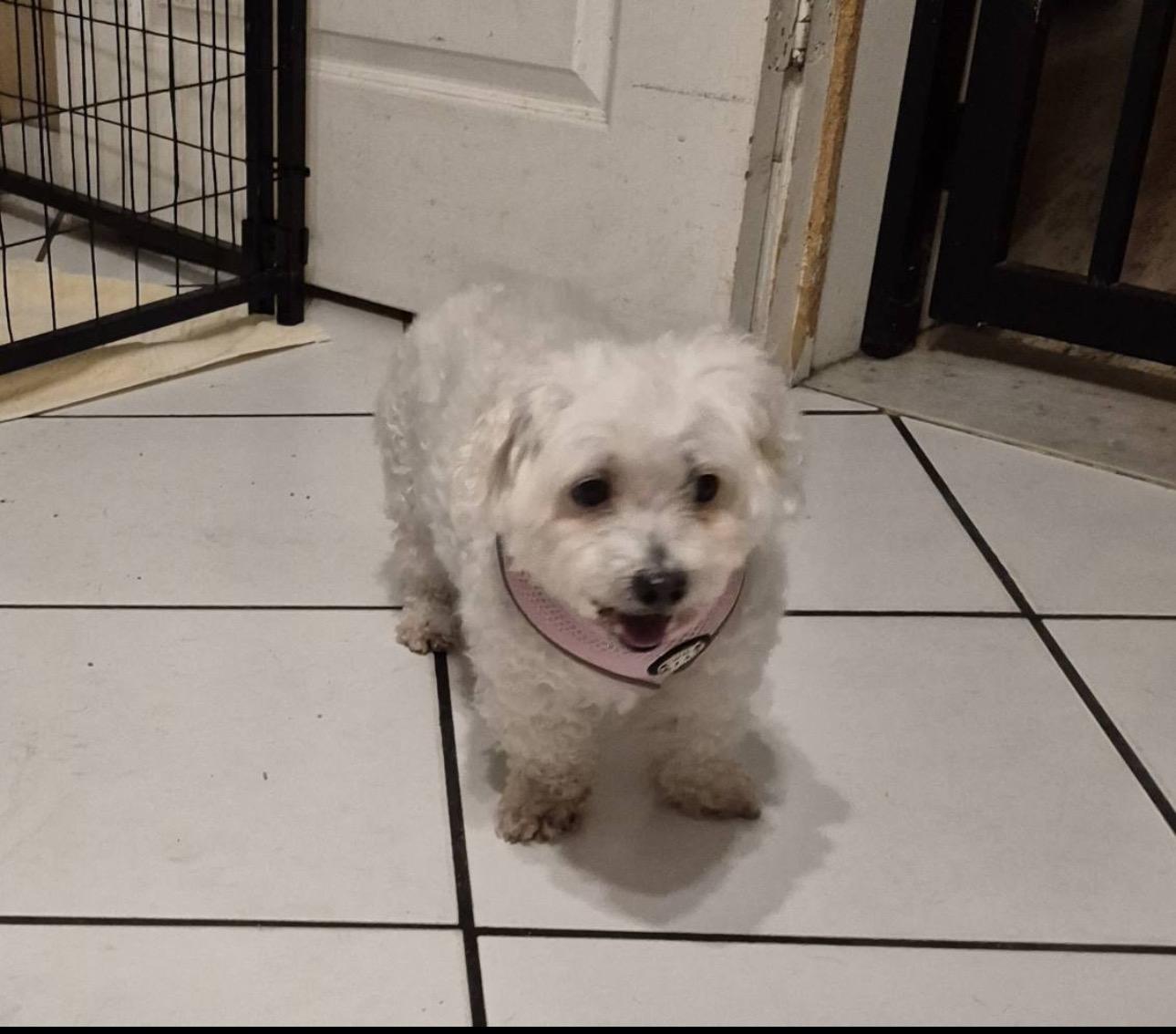 Enlarge Nella, an adopted mixed breed in Lake Worth, FL image 2/6