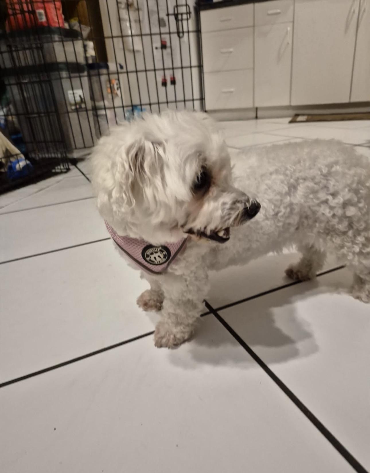 Enlarge Nella, an adopted mixed breed in Lake Worth, FL image 1/6