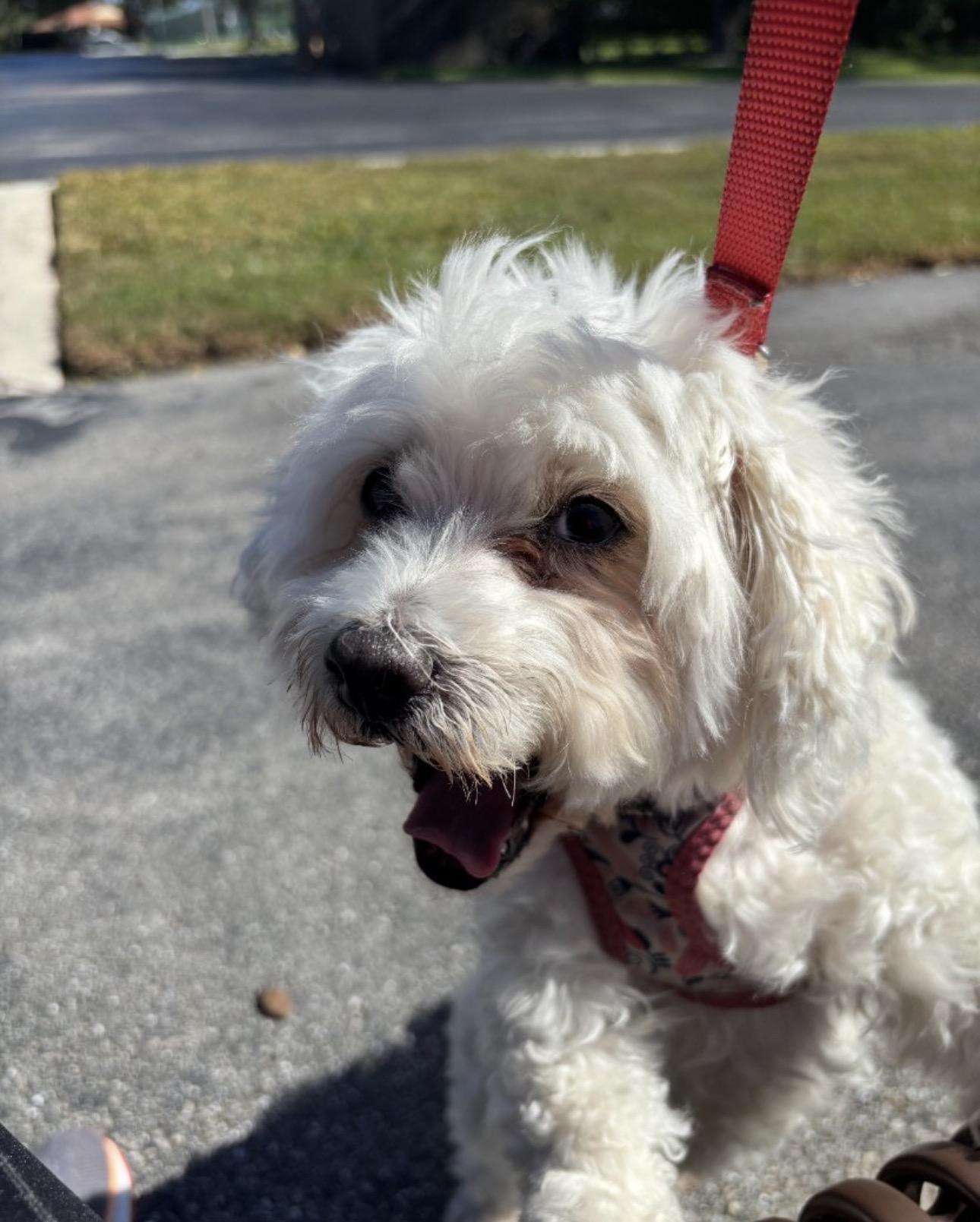 Enlarge Nella, an adopted mixed breed in Lake Worth, FL image 4/6