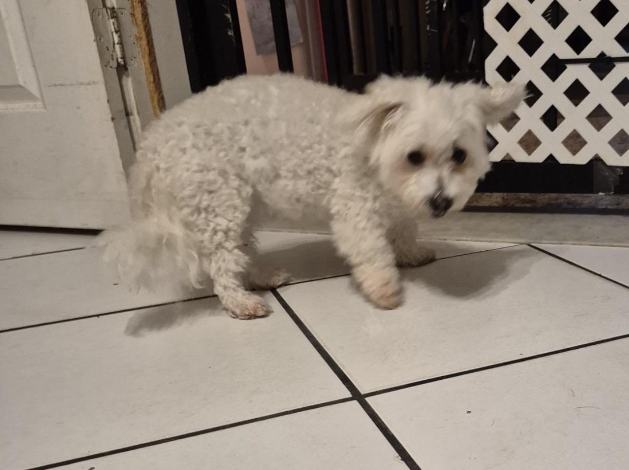 Enlarge Nella, an adopted mixed breed in Lake Worth, FL image 5/6