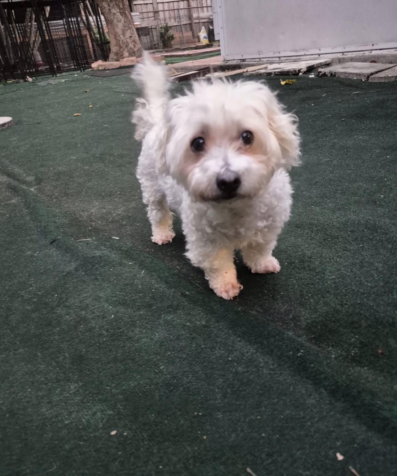 Enlarge Nella, an adopted mixed breed in Lake Worth, FL image 6/6