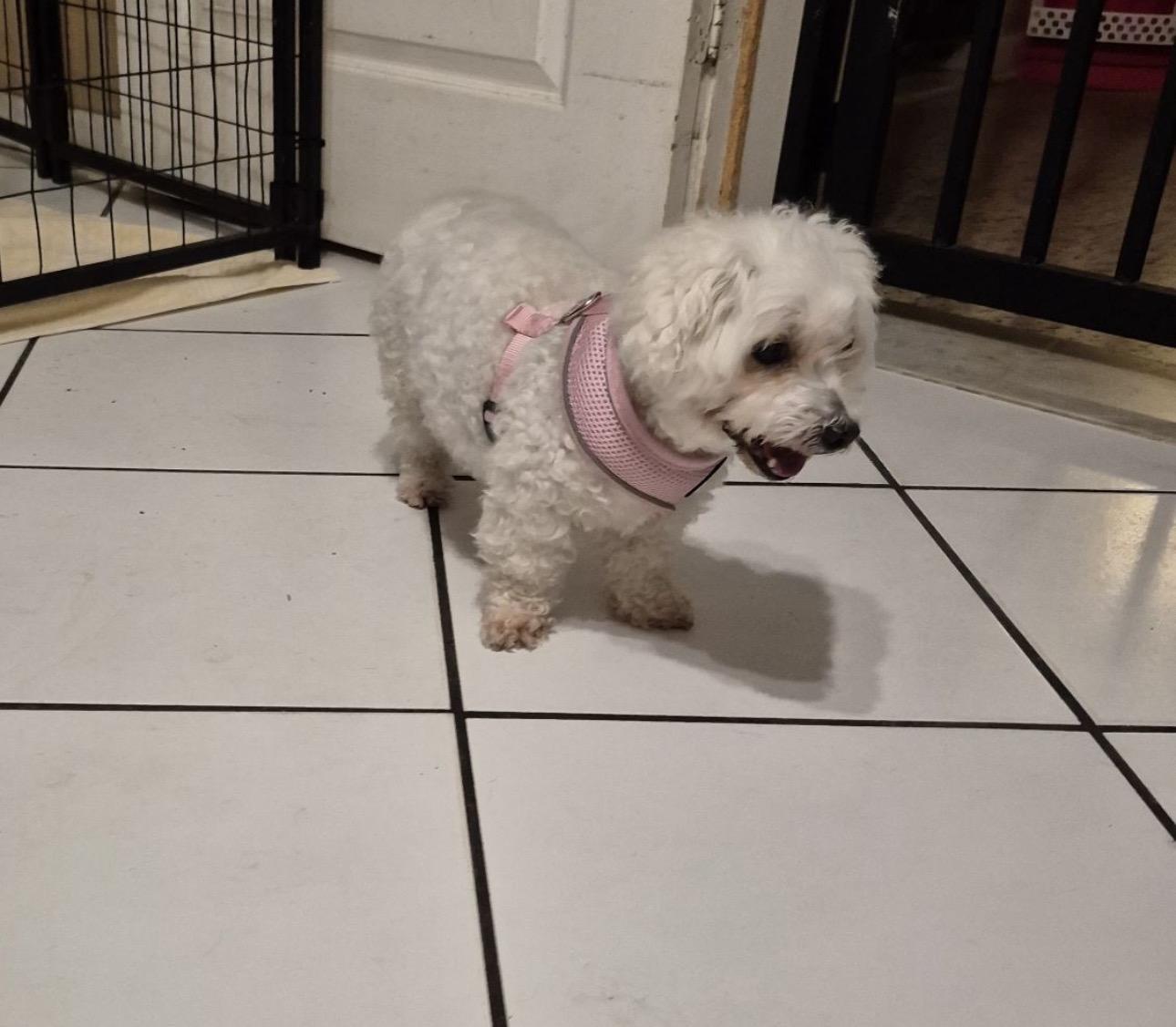 Enlarge Nella, an adopted mixed breed in Lake Worth, FL image 3/6