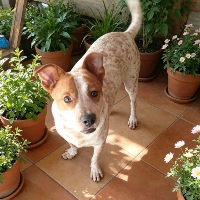 Milo, a Adoptable Coonhound in San Diego, CA image 2/2