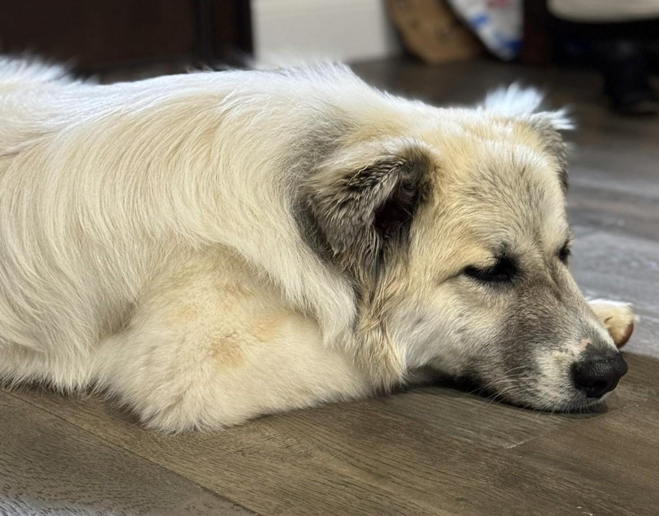 Enlarge Kiva , a ADOPTABLE mixed breed in Kiowa, OK image 6/6