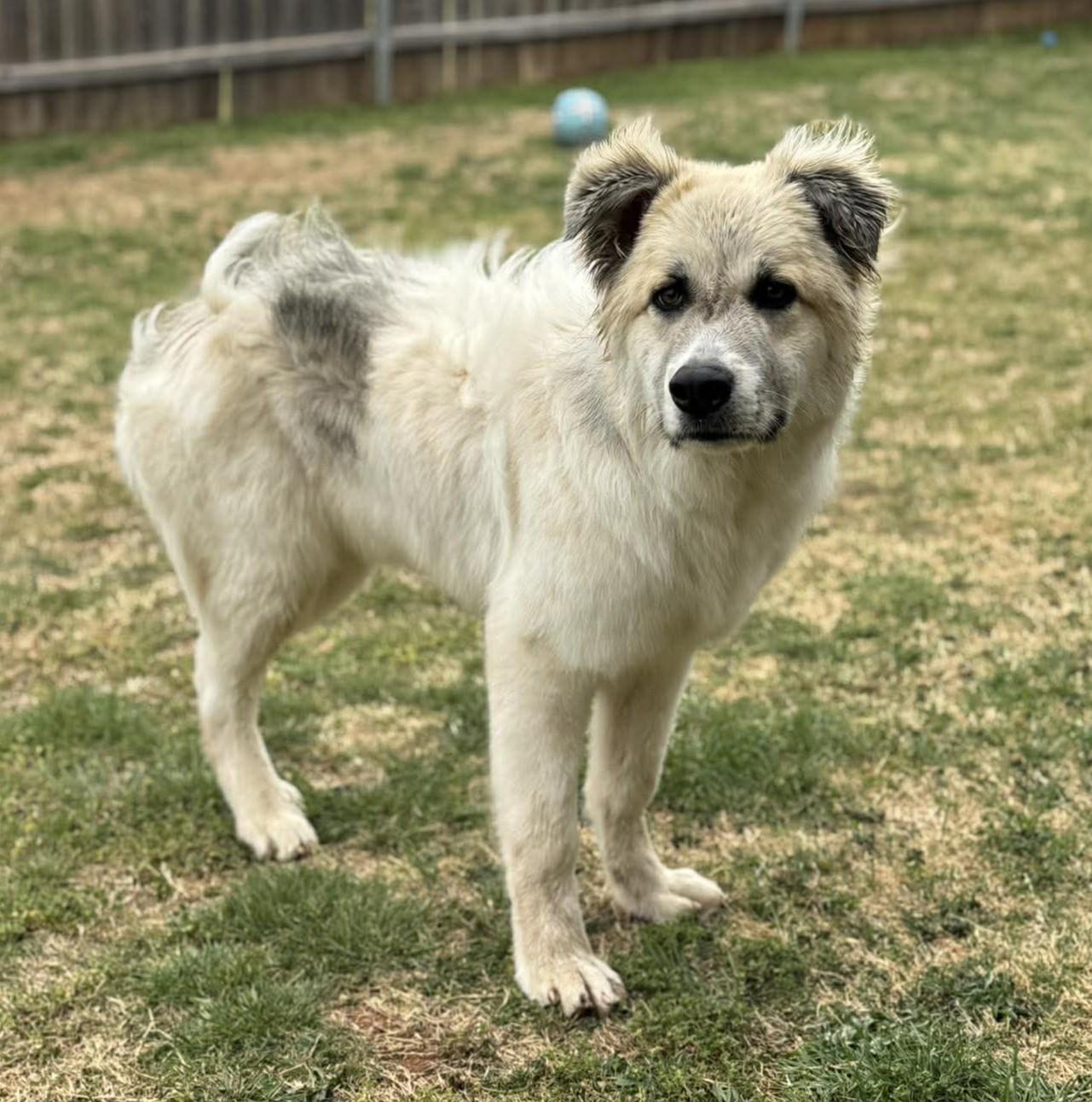 Enlarge Kiva , a ADOPTABLE mixed breed in Kiowa, OK image 2/6