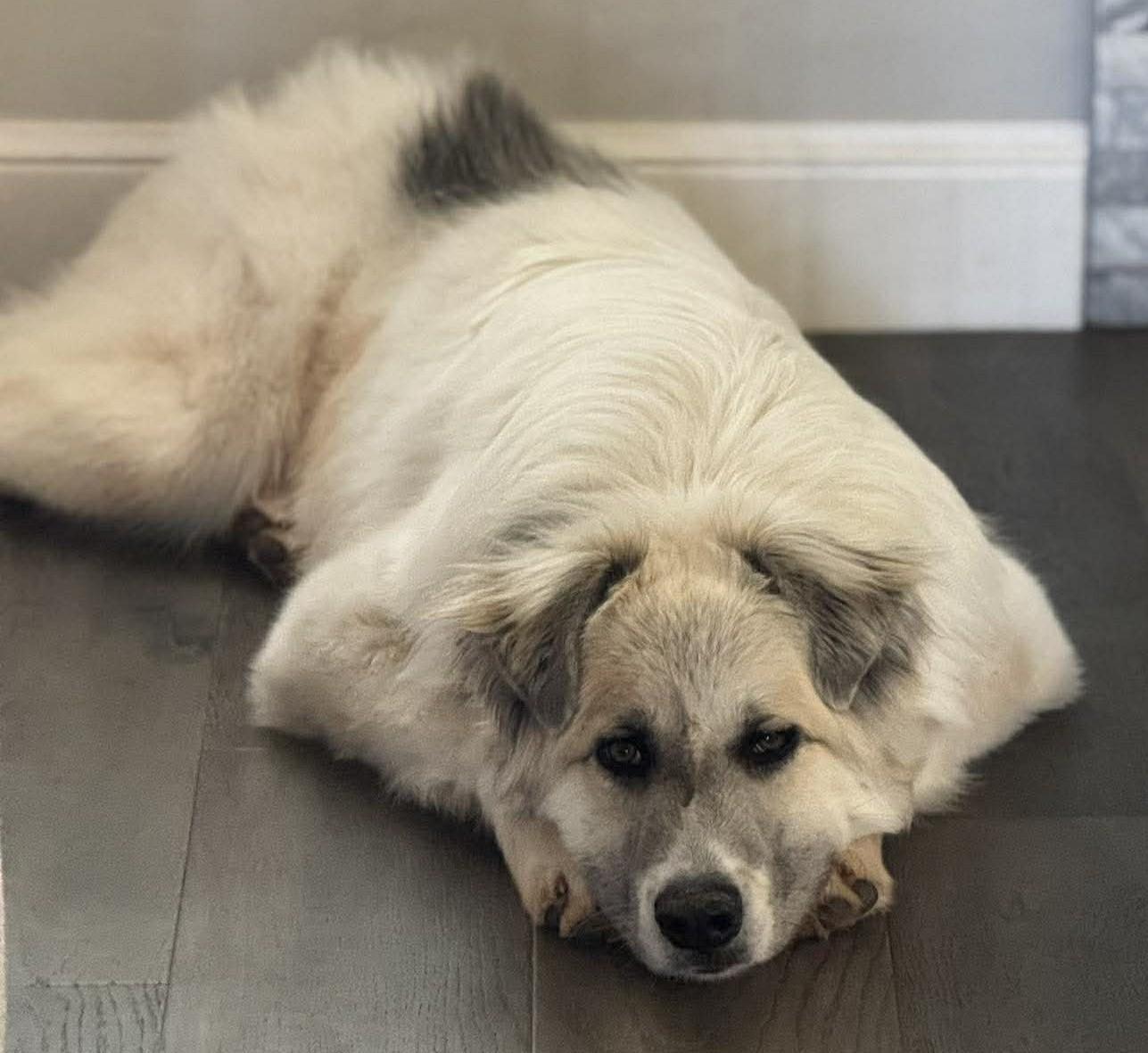 Enlarge Kiva , a ADOPTABLE mixed breed in Kiowa, OK image 4/6