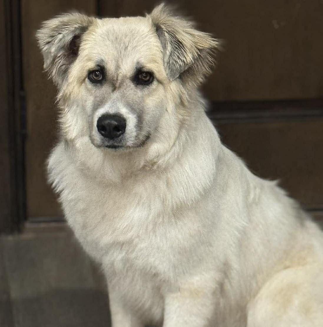 Enlarge Kiva , a ADOPTABLE mixed breed in Kiowa, OK image 1/6