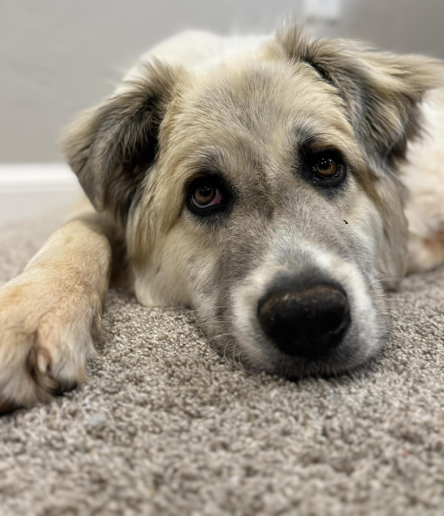Enlarge Kiva , a ADOPTABLE mixed breed in Kiowa, OK image 3/6