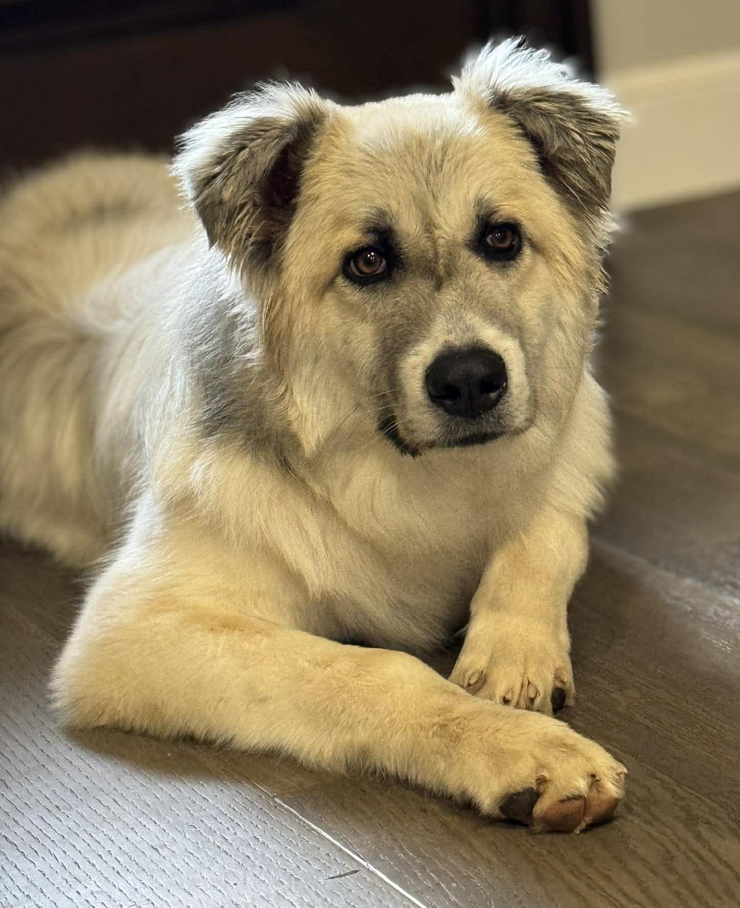 Enlarge Kiva , a ADOPTABLE mixed breed in Kiowa, OK image 5/6