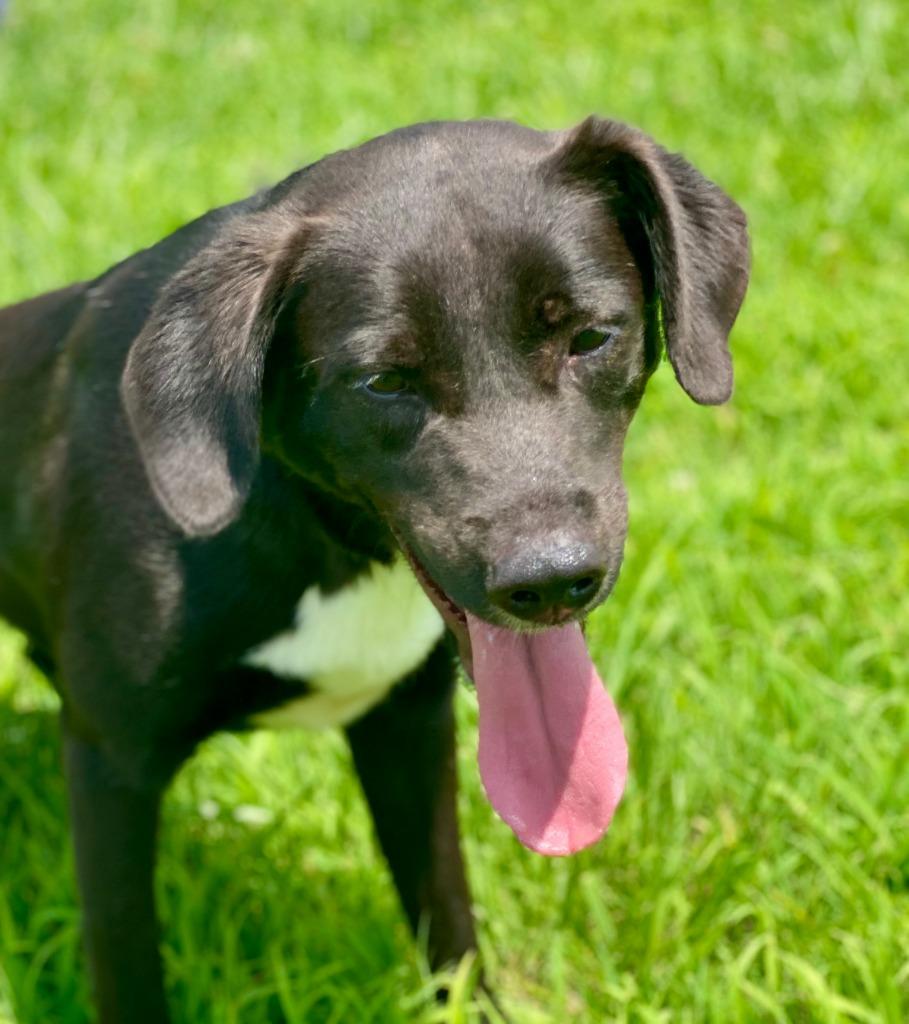 Blizzard- Available, Adoptable, Young Male Labrador Retriever.