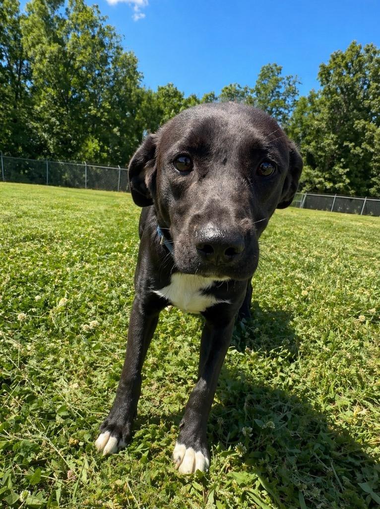 Blizzard- Available, Adoptable, Young Male Labrador Retriever.