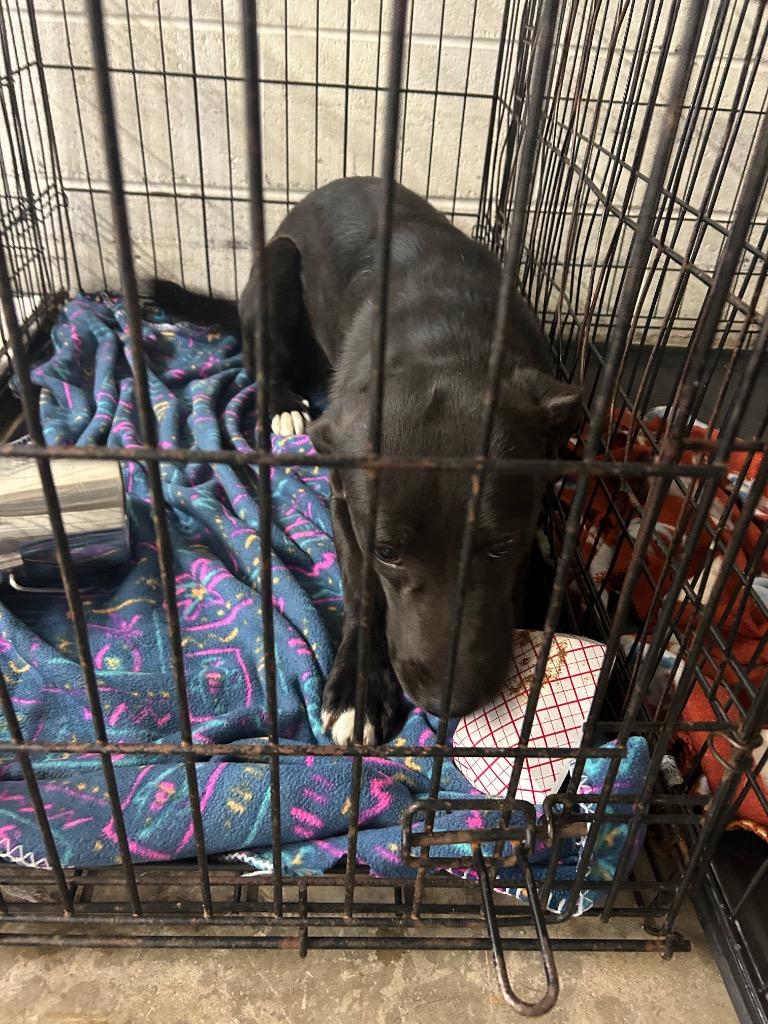 Blizzard- Available, a Adoptable Labrador Retriever in Chickamauga , GA image 2/2