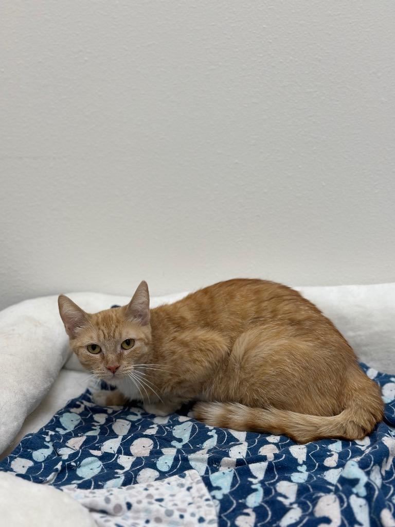 Bonita, Adoptable, Adult Female Tabby.