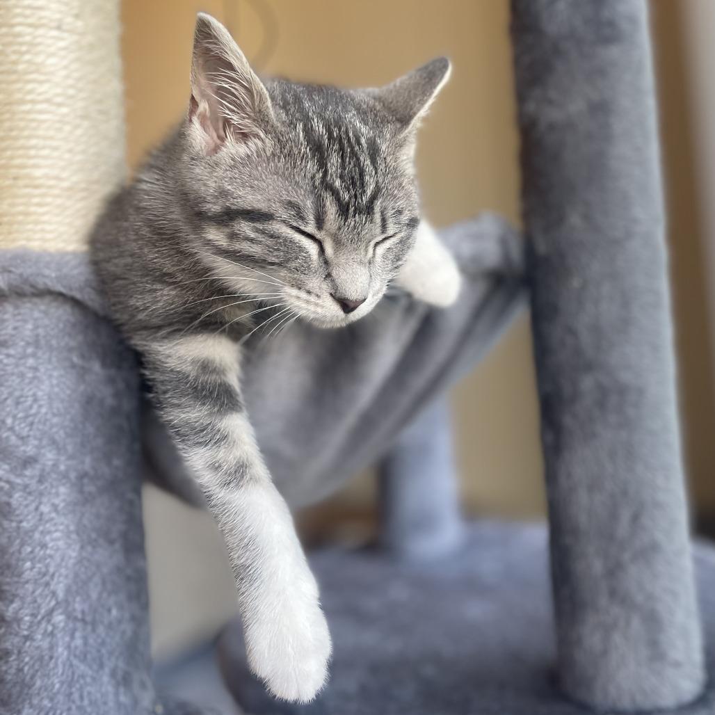 Pip, Adoptable, Kitten Female Domestic Short Hair.