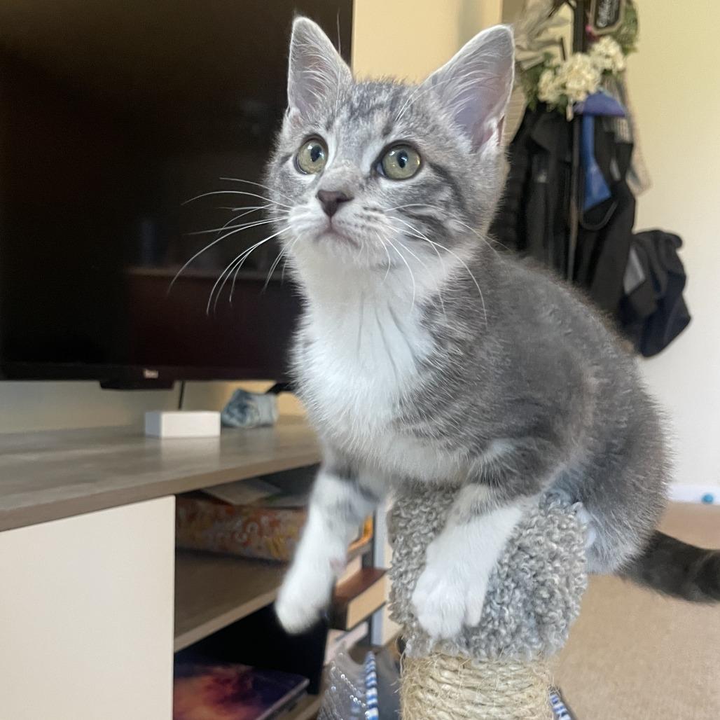 Enlarge Pip, a Adoptable Domestic Short Hair in St. Louis, MO image 2/6