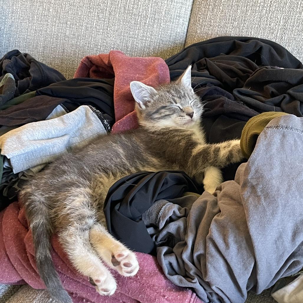 Enlarge Pip, a Adoptable Domestic Short Hair in St. Louis, MO image 3/6